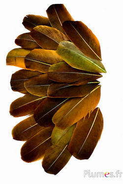 Petali in piume - 6-8 x 3-4 cm - oliva-kaki